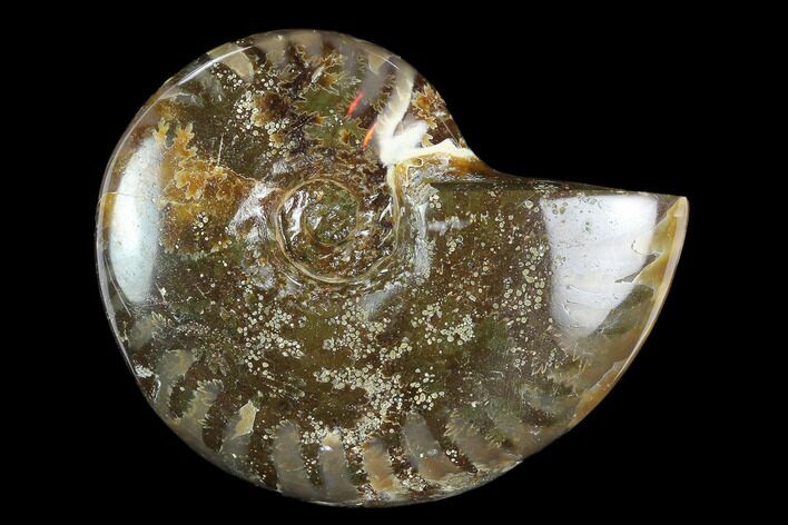 Polished, Agatized Ammonite (Cleoniceras) - Madagascar #119035